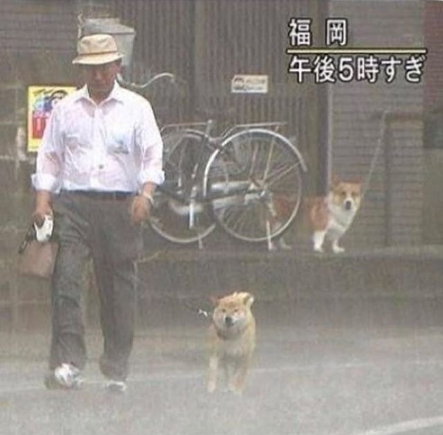 일본 방송 폭우 속의 댕댕이 산책 | 인스티즈