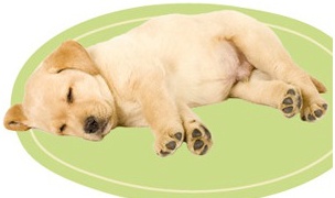 강아지 잠자는 자세로 푹 자는지 설잠자는지 알 수 있는 방법 | 인스티즈