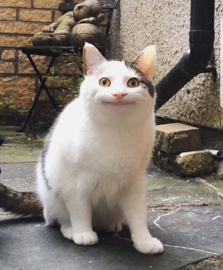 트와이스 닮은 고양이 | 인스티즈