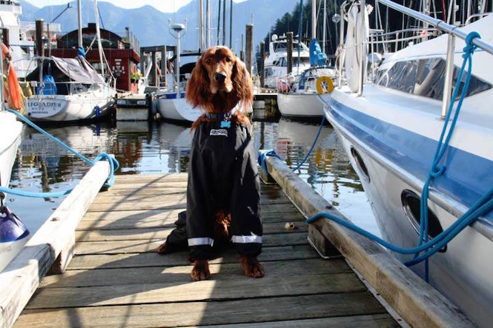 강아지 바지 | 인스티즈