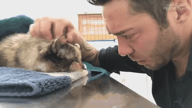 15년 키운 고양이와 작별하는 주인.gif | 인스티즈