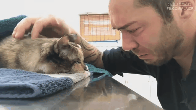 15년 키운 고양이와 작별하는 주인.gif | 인스티즈