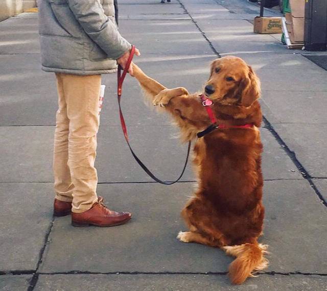 주인을 너무 사랑해 항상 꼭 껴안는 멍멍이 | 인스티즈