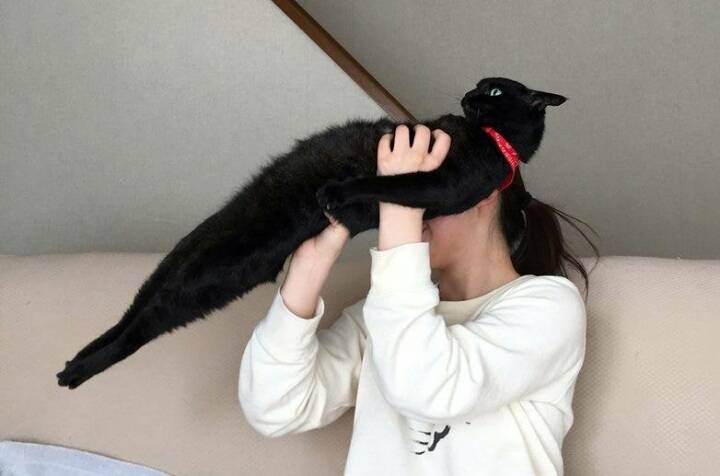 안기길 온몸으로 거부하는 고양이 | 인스티즈