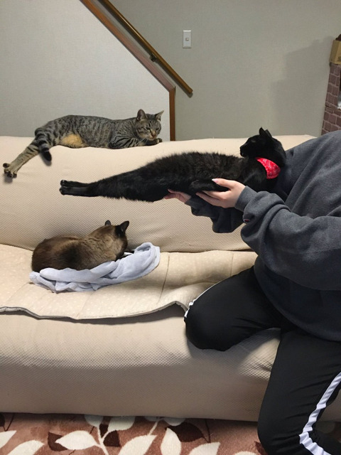 안기는걸 거부하는 고양이 | 인스티즈