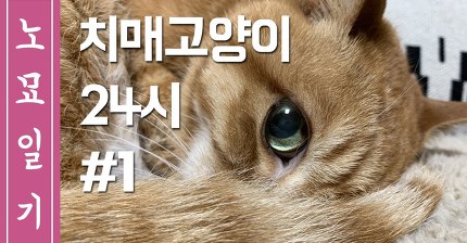 [노묘일기] 18세 치매고양이의 하루 #1 (ENG SUB)