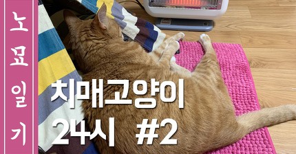 [노묘일기] 18세 치매고양이의 하루 #2