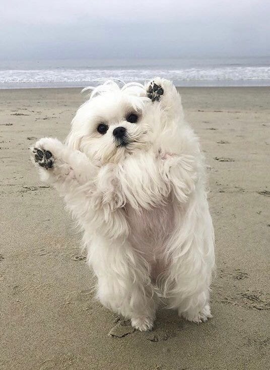 사진 찍을때 마다 만세하는 댕댕이 (심장주의) | 인스티즈