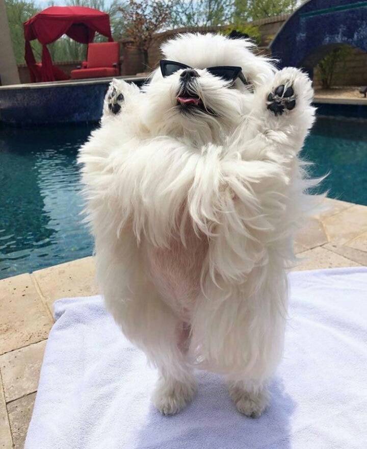 사진 찍을때 마다 만세하는 댕댕이 (심장주의) | 인스티즈