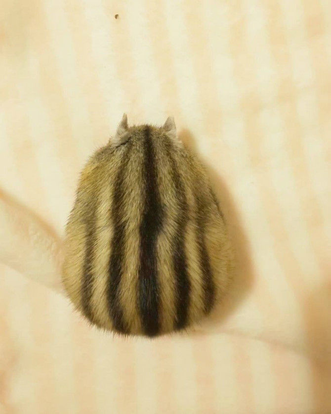 다람쥐 자는 자세 | 인스티즈