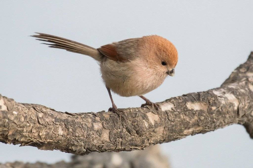 지구상에서 가장 귀여운 새 | 인스티즈