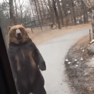 동물원의 귀여운(?) 곰 | 인스티즈