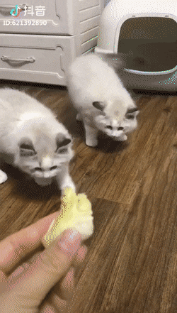 두리안을 접한 냥이들 | 인스티즈