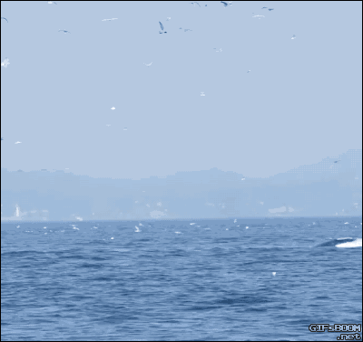 바다의 일진 범고래 | 인스티즈