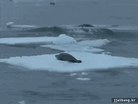 바다의 일진 범고래 | 인스티즈