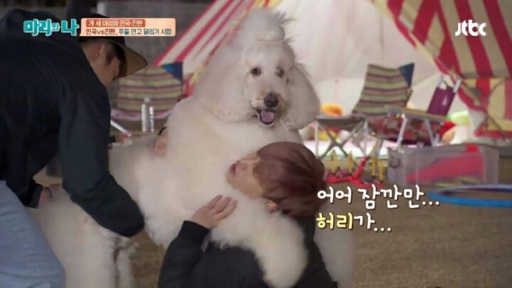[마리와나] 푸들 안고 달리기 시합하기 | 인스티즈