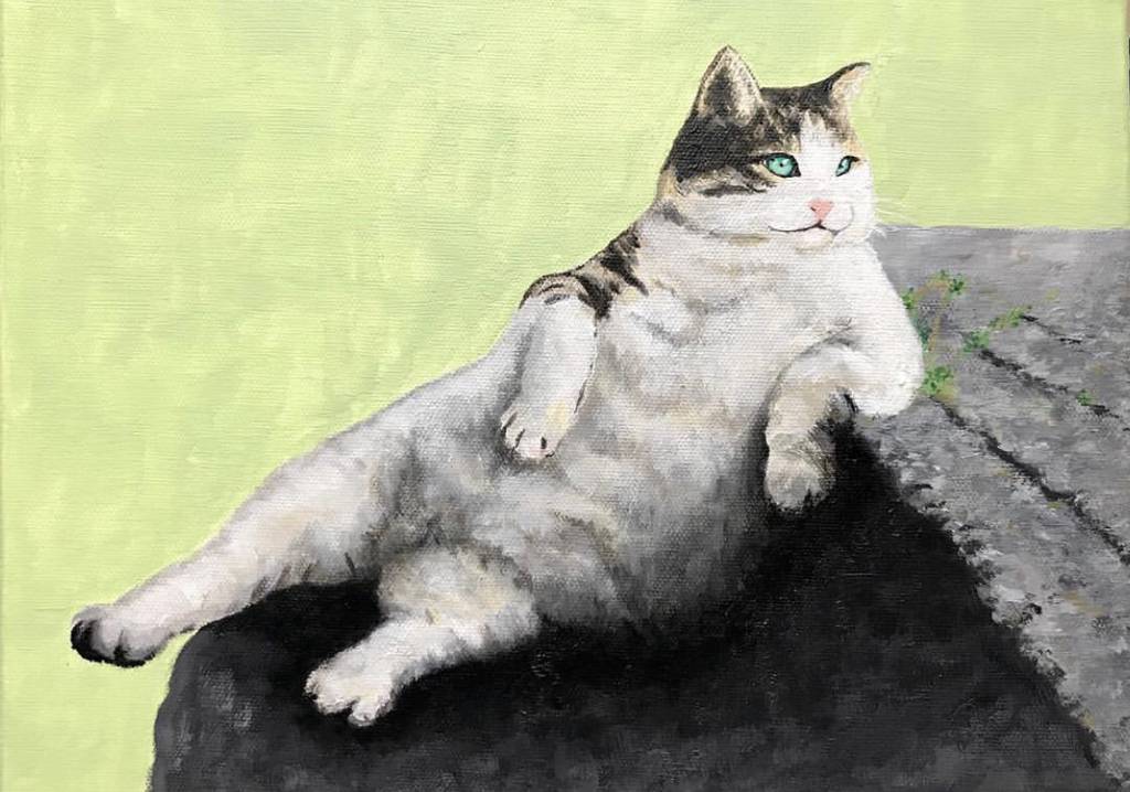 터키 고양이 톰빌리(고묘) | 인스티즈