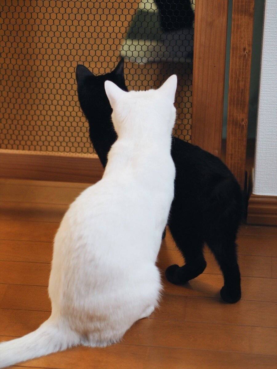 고양이가 못들어오게 문을 개조한 일본인 | 인스티즈