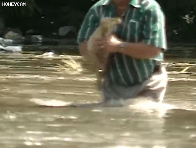 1993년 홍수 속에 떠내려가는 강아지 | 인스티즈