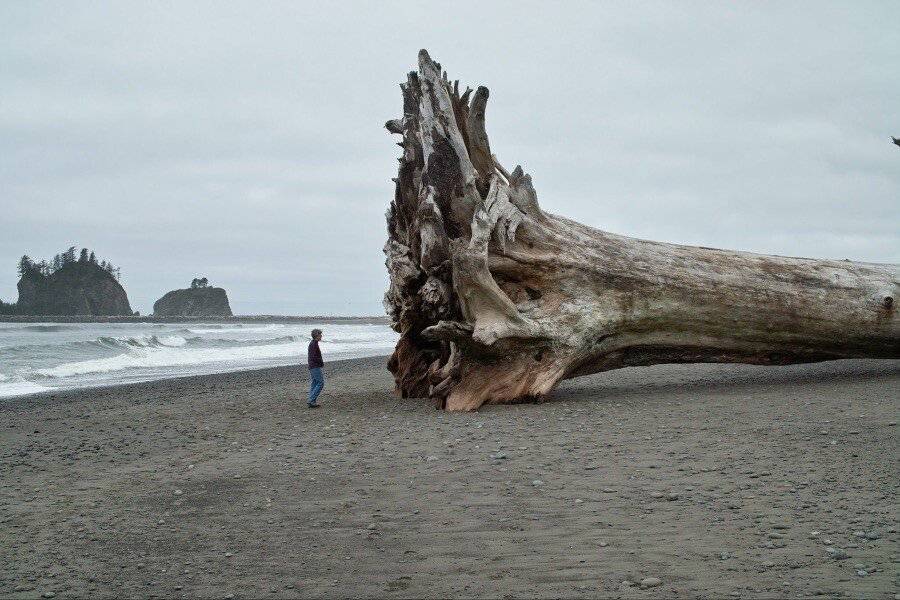 폭풍에 미국 해변가로 떠내려온 나무 | 인스티즈
