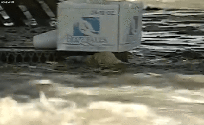 1993년 홍수 속에 떠내려가는 강아지 | 인스티즈