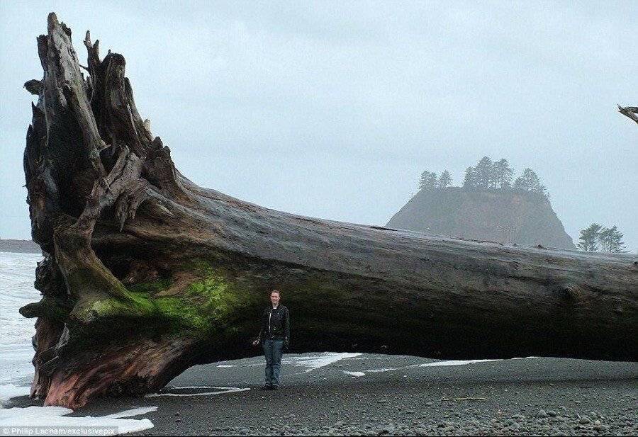 폭풍으로 미국 해변가에 떠내려 온 나무 | 인스티즈