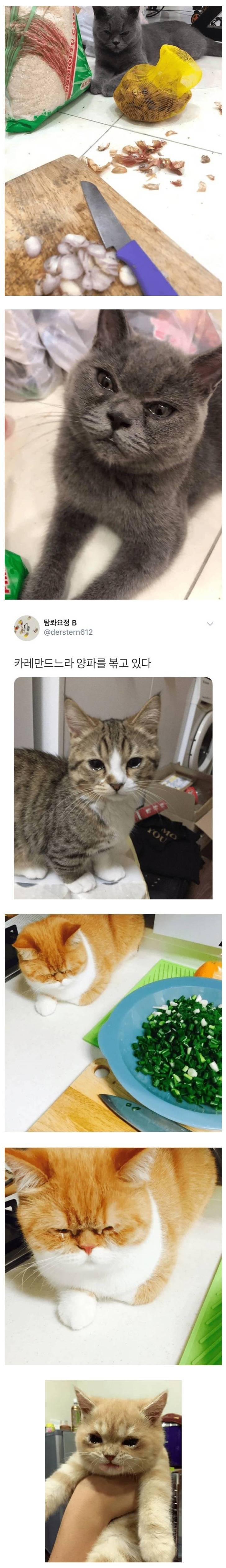 매운맛을 본 고양이들 | 인스티즈