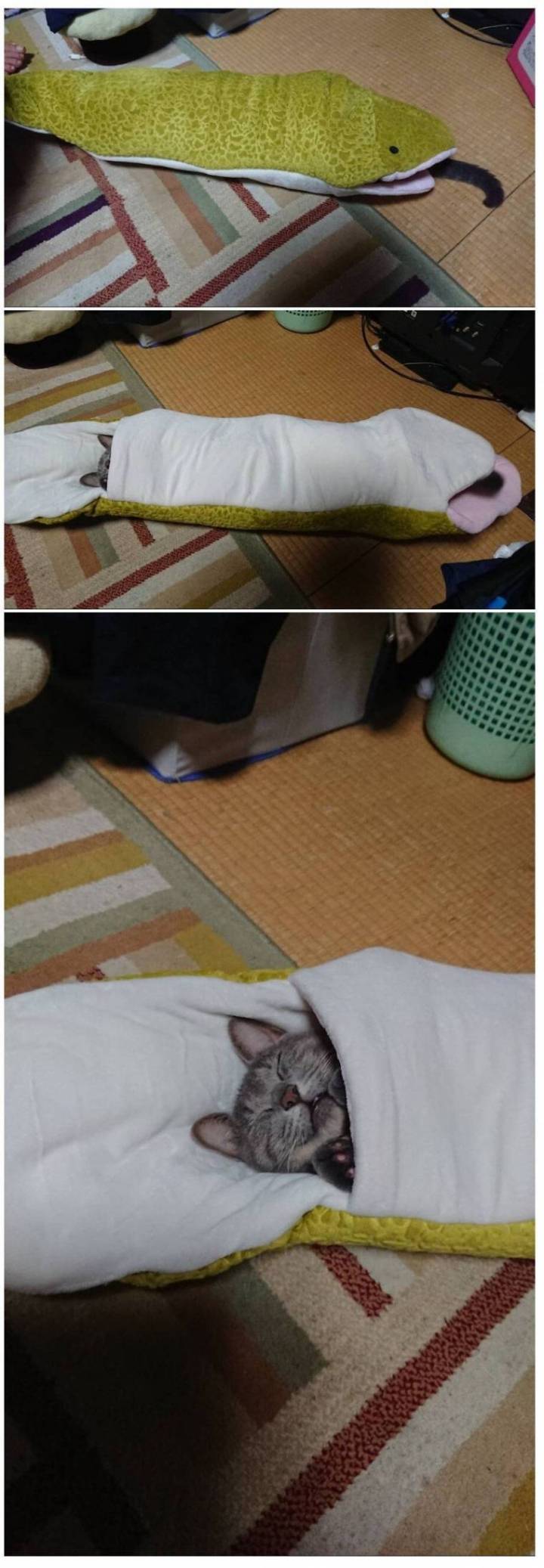 뱀한테 잡아먹힌 고양이.jpg | 인스티즈