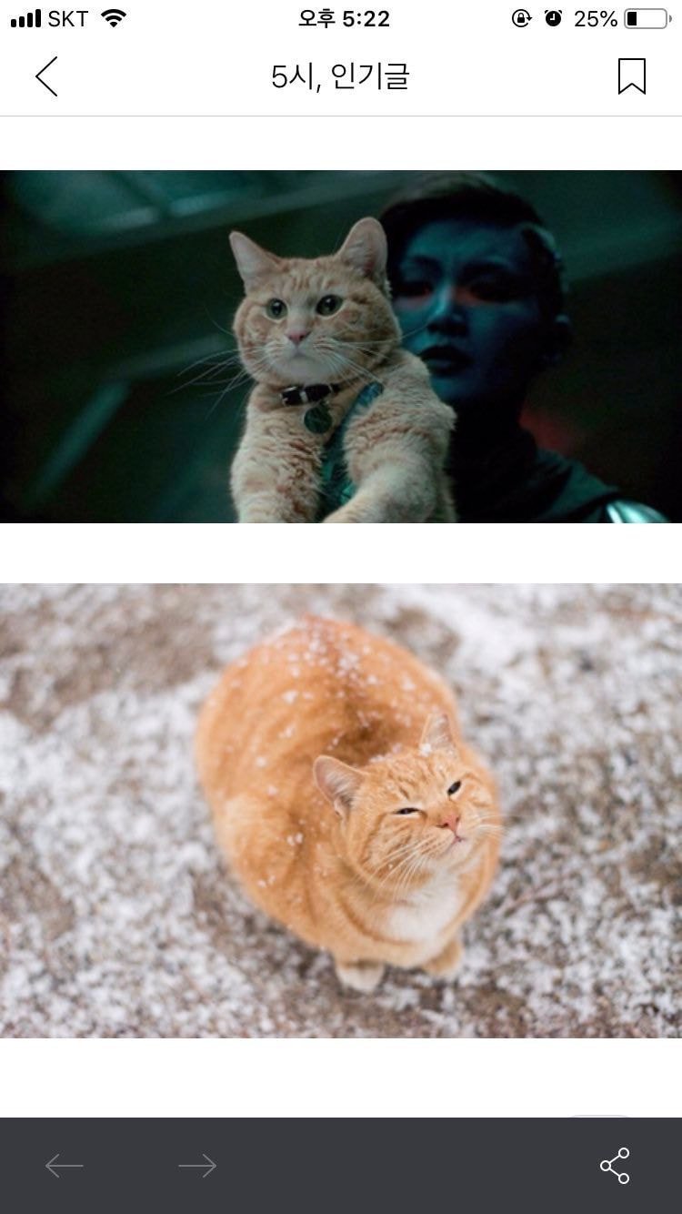 길고양이 치즈태비에 관한 고찰 .jpg | 인스티즈