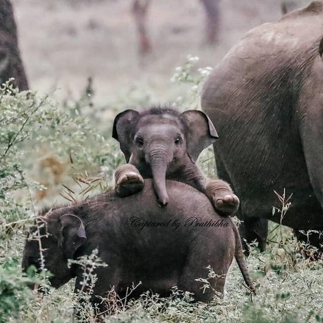 귀여운 아기 코끼리들.jpg | 인스티즈