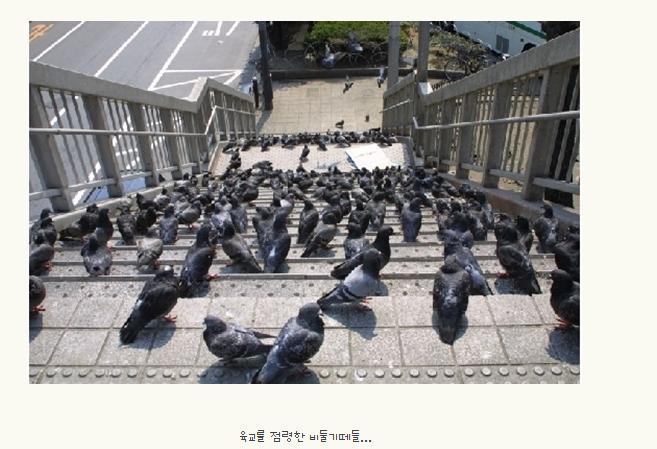 불호 100％에 도전하는 조류.jpg | 인스티즈