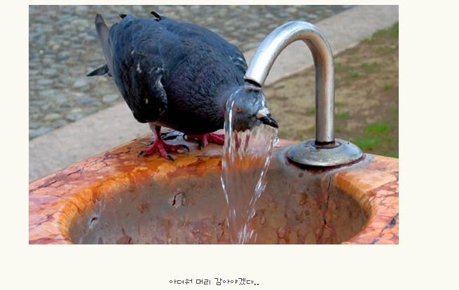 불호 100％에 도전하는 조류.jpg | 인스티즈