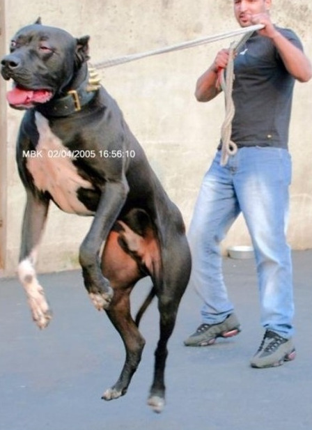 시베리아 호랑이 한마리 vs 개 올스타 연합 | 인스티즈