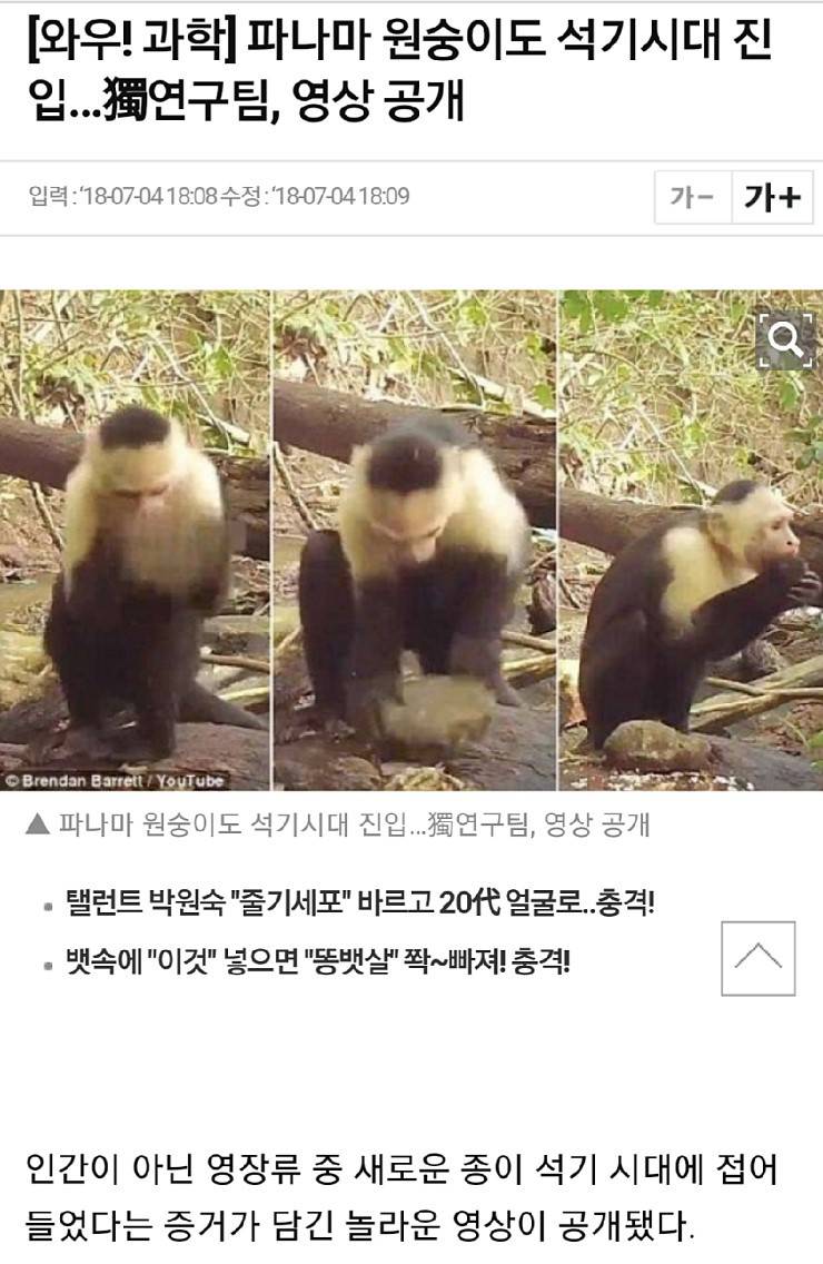 인류 다음으로 구석기시대에 진입한 생물.jpg | 인스티즈