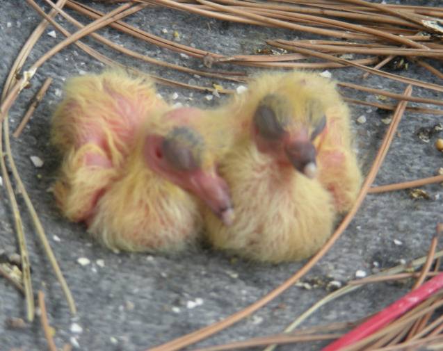 불호 100％에 도전하는 조류.jpg | 인스티즈