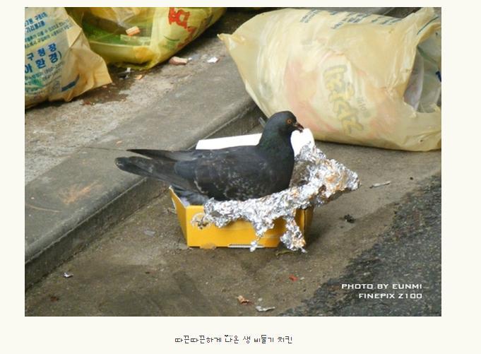 불호 100％에 도전하는 조류.jpg | 인스티즈