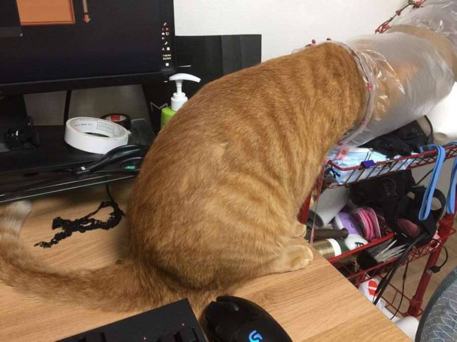 고양이가 여름 나는법 (비닐터널) | 인스티즈