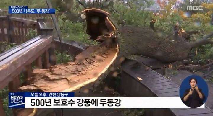 링링의 강풍에 부러진 인천의 500년된 보호수.jpg | 인스티즈