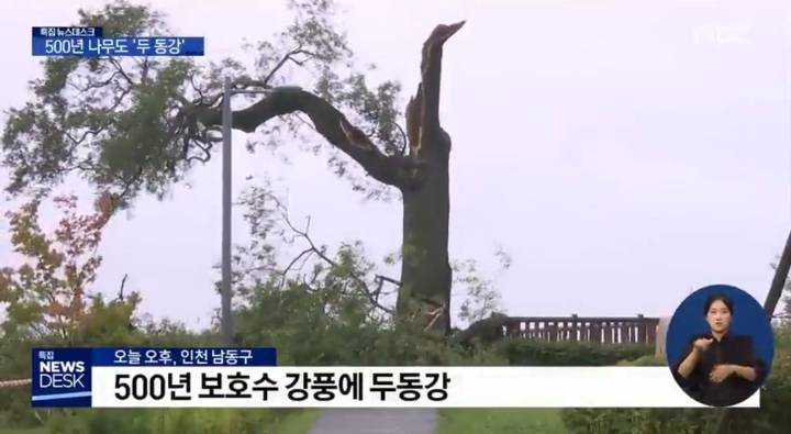링링의 강풍에 부러진 인천의 500년된 보호수.jpg | 인스티즈