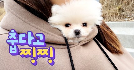 춥다고 찡찡거리는 강아지 ☞ ㄹㅇ 주기적으로 봐줘야 함 심장 아픔 주의 | 인스티즈