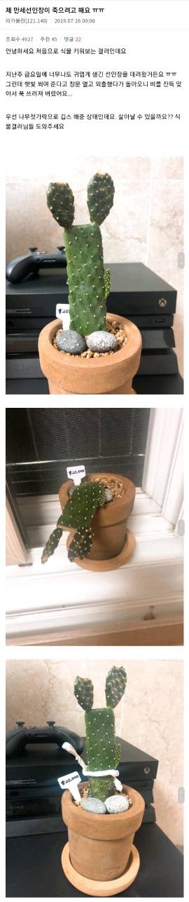 선인장에 깁스해준 사람.jpg | 인스티즈