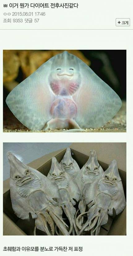 다이어트 전후 사진 | 인스티즈