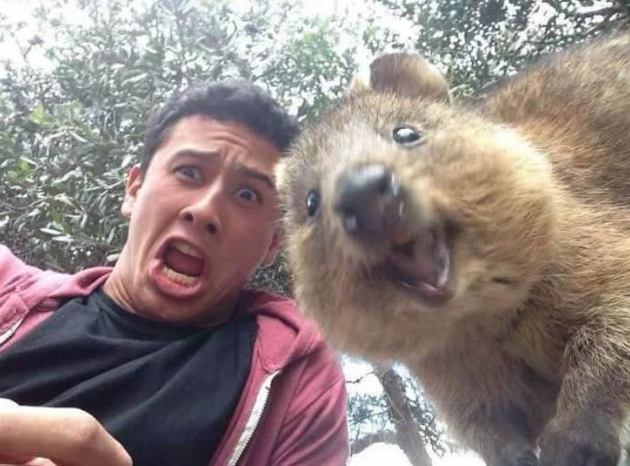 세상 행복해 보이는 쿼카 | 인스티즈