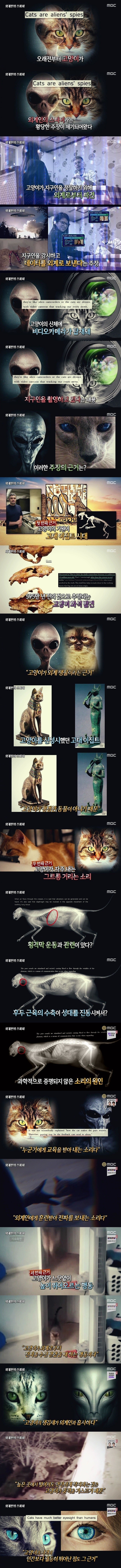 고양이 절대 키우면 안되는 이유 ㄷㄷ | 인스티즈