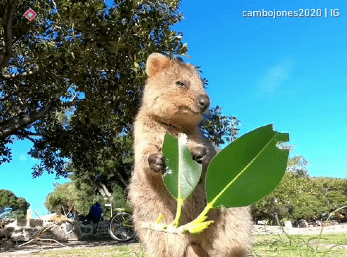 세상 행복해 보이는 쿼카 | 인스티즈