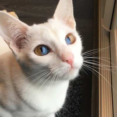 신기한 한 눈에 두가지 색이 들어있는 파이아이 고양이 | 인스티즈