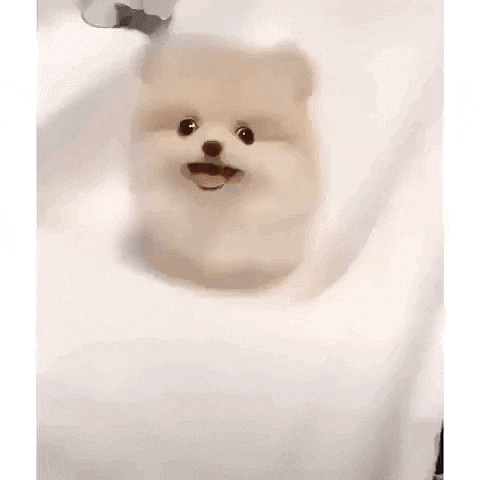 귀여운 강아지들 ㅎㅎ | 인스티즈