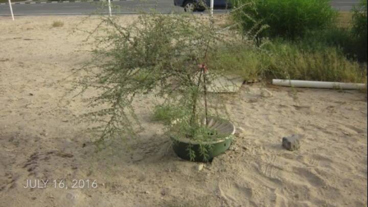 두바이 사막을 푸르게 만드는 화분 | 인스티즈