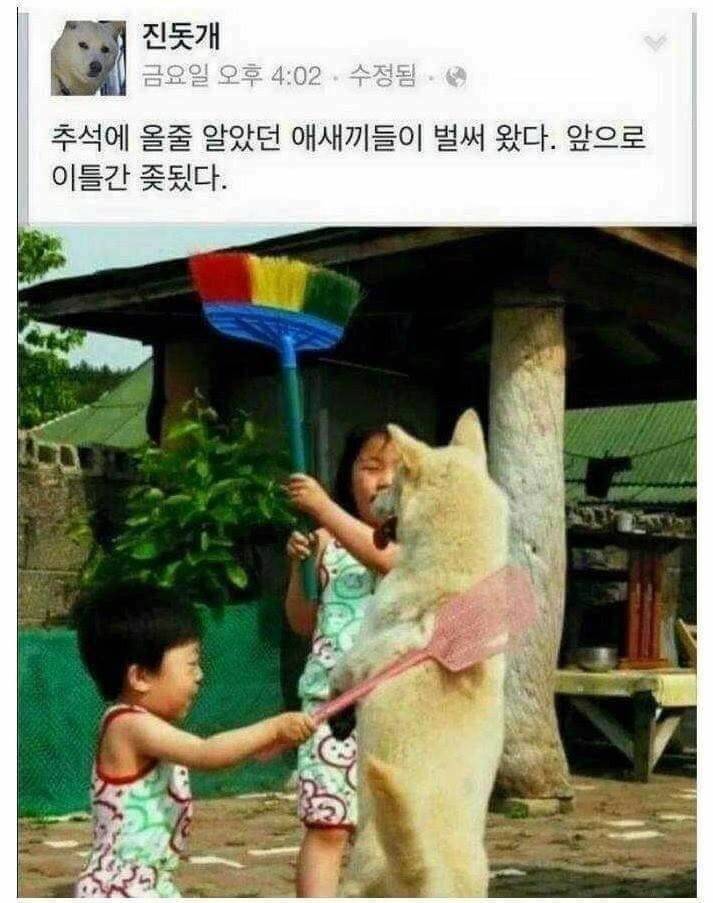 진돗개의 추석.jpg | 인스티즈