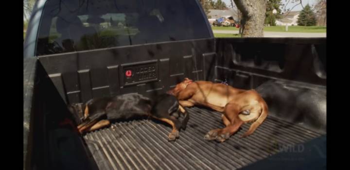 호저를 건들인 댕댕이들 (혐오주의) | 인스티즈